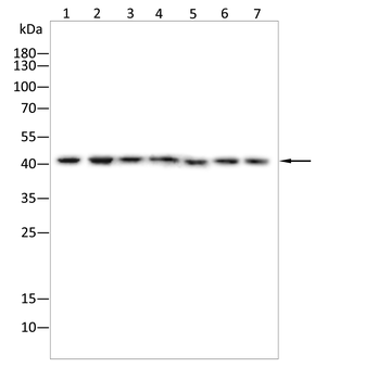 AIFM2 Antibody