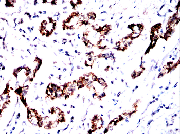 DHODH Antibody