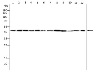 DHODH Antibody