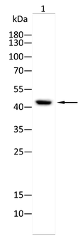 DHODH Antibody