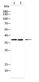 FGF14 Antibody