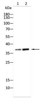 FGF14 Antibody