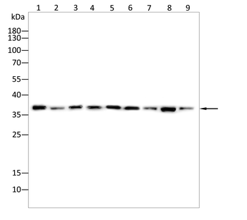 FGF14 Antibody