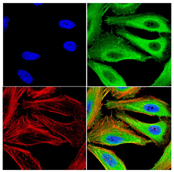 CCN1 Antibody