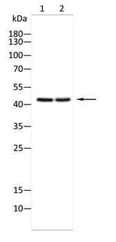 CCN1 Antibody