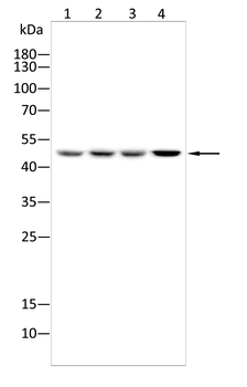 TFAP2A Antibody