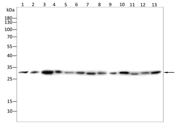 METTL1 Antibody