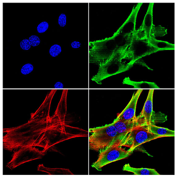 CAVIN1 Antibody