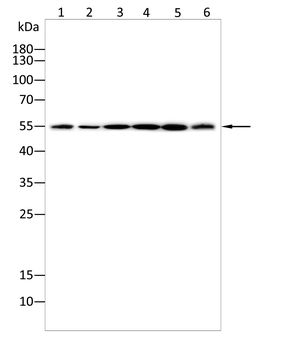 CAVIN1 Antibody