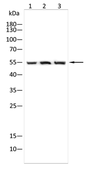 CAVIN1 Antibody