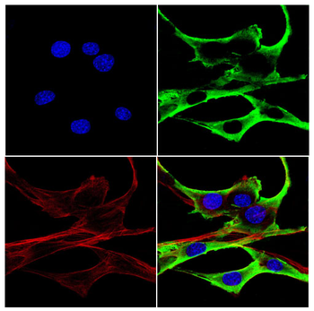 CAVIN1 Antibody