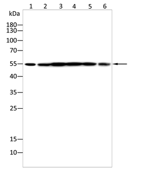 CAVIN1 Antibody