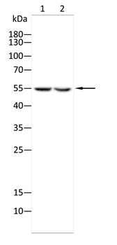 CAVIN1 Antibody