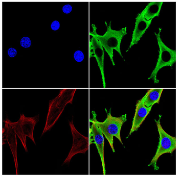 ALDH1A3 Antibody