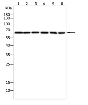 ALDH1A3 Antibody