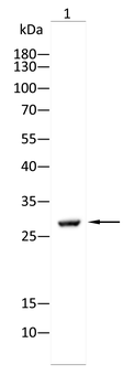 FOSL1 Antibody
