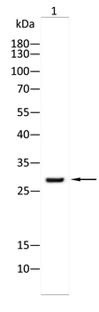 FOSL1 Antibody