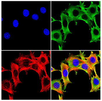 DNM2 Antibody