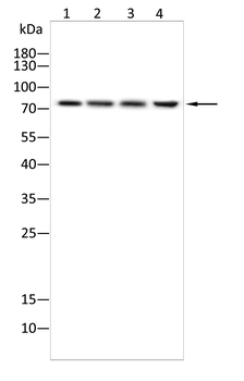 SCARB2 Antibody