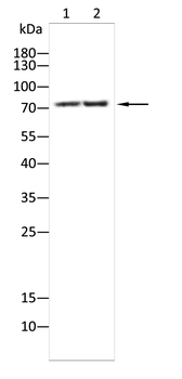 SCARB2 Antibody