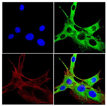 SCARB2 Antibody