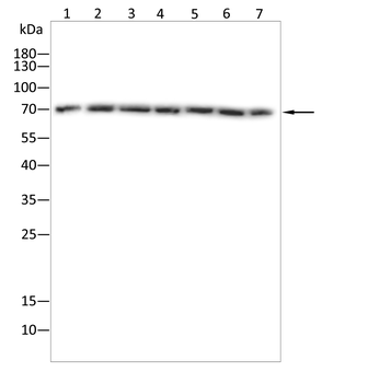 SCARB2 Antibody