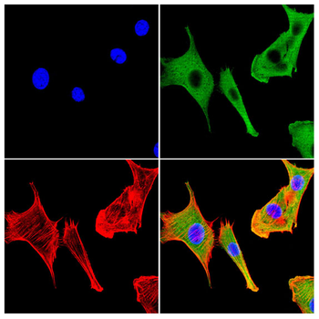 RPE65 Antibody