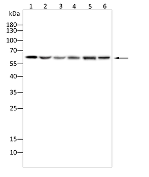RPE65 Antibody