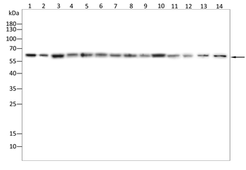 RPE65 Antibody