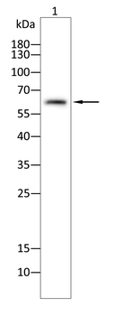 RPE65 Antibody