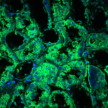 SOD1 Antibody