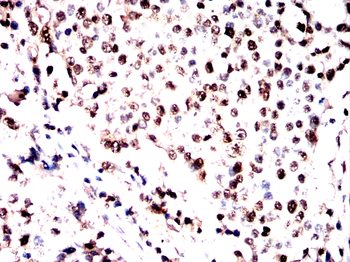 SOD1 Antibody