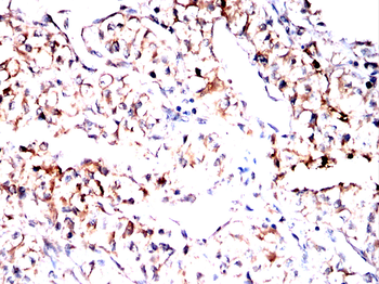 SOD1 Antibody