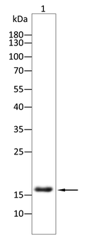 SOD1 Antibody