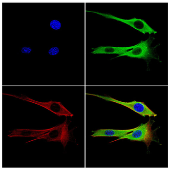 CALM1/CALM2/CALM3 Antibody