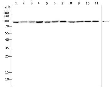 EPAS1 Antibody