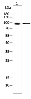 EPAS1 Antibody