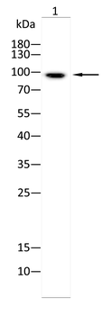 EPAS1 Antibody