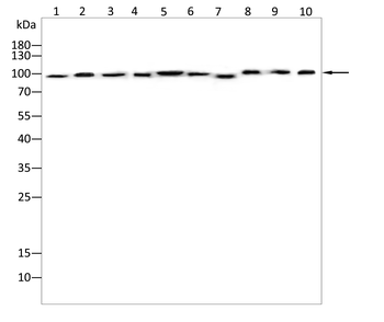 MRTFA Antibody