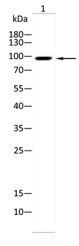 MRTFA Antibody