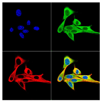 MRTFA Antibody