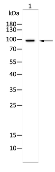 MRTFA Antibody
