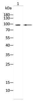 MRTFA Antibody