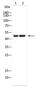 NR2F2 Antibody