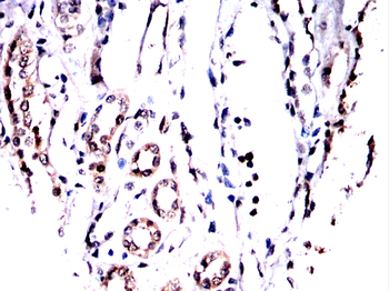 ACOD1 Antibody