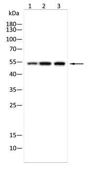 ACOD1 Antibody