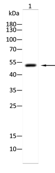 ACOD1 Antibody
