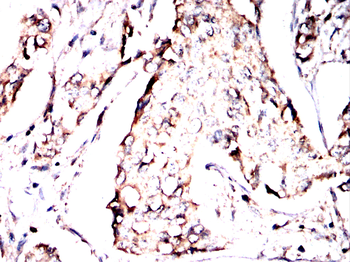ACOD1 Antibody