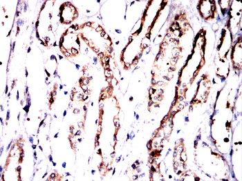 ACOD1 Antibody