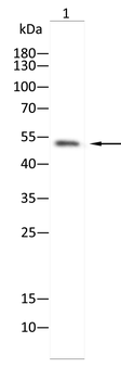 ACOD1 Antibody
